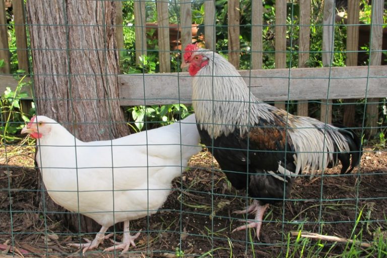 Dorking Chicken - Breed Profile - Backyard Poultry